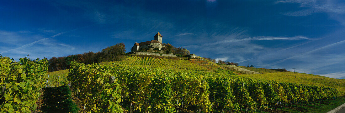 Castle Lichtenberg with vineyards, Oberstenfeld, Baden-Württemberg, Germany