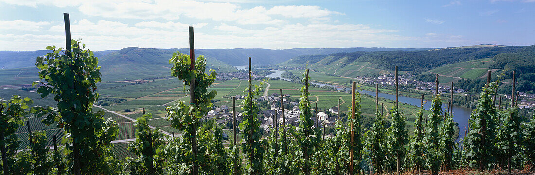 Vineyards above river Moselle and village of Thörnich, Mosel-Saar-Ruwer, Rheinland-Pfalz, Germany