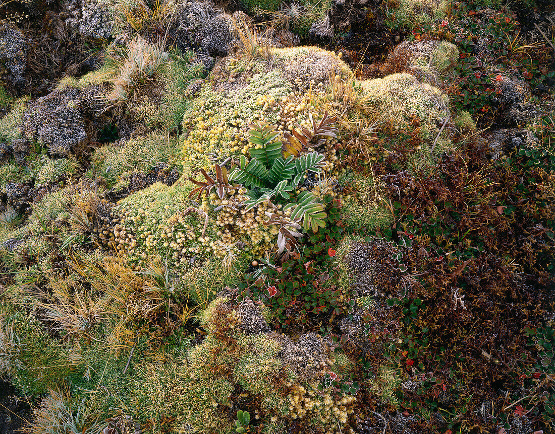 Close up of moss with frost, Paramo vegetation, ca 4200m above sea level, Sierra Nevada, Venezuela, America