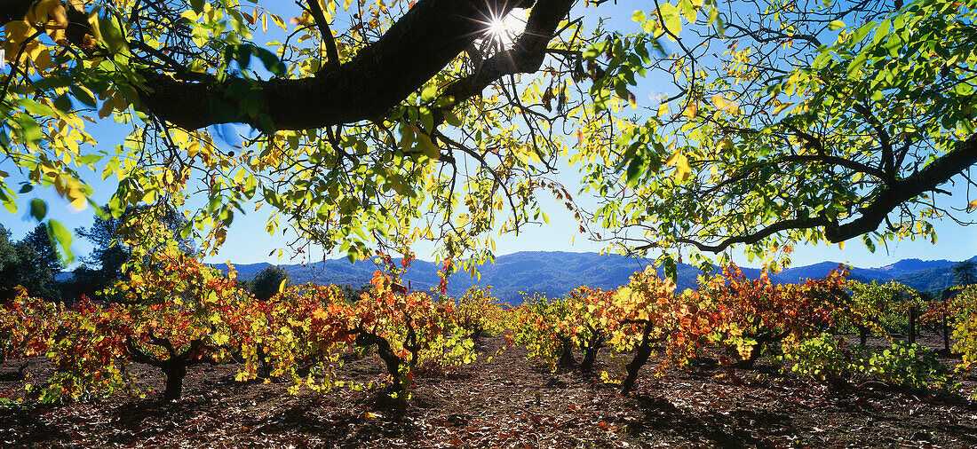 A vineyard near St. Helena, Napa Valley, California, USA, America