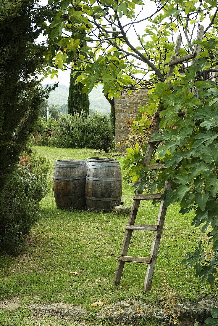 Wooden barrels in a garden and a ladder leaning against a tree