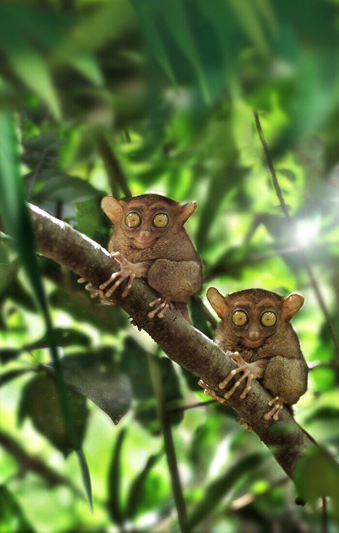 Tarsier Affen, Chocolate Hills, Bohol Island, Visayas, Philippines