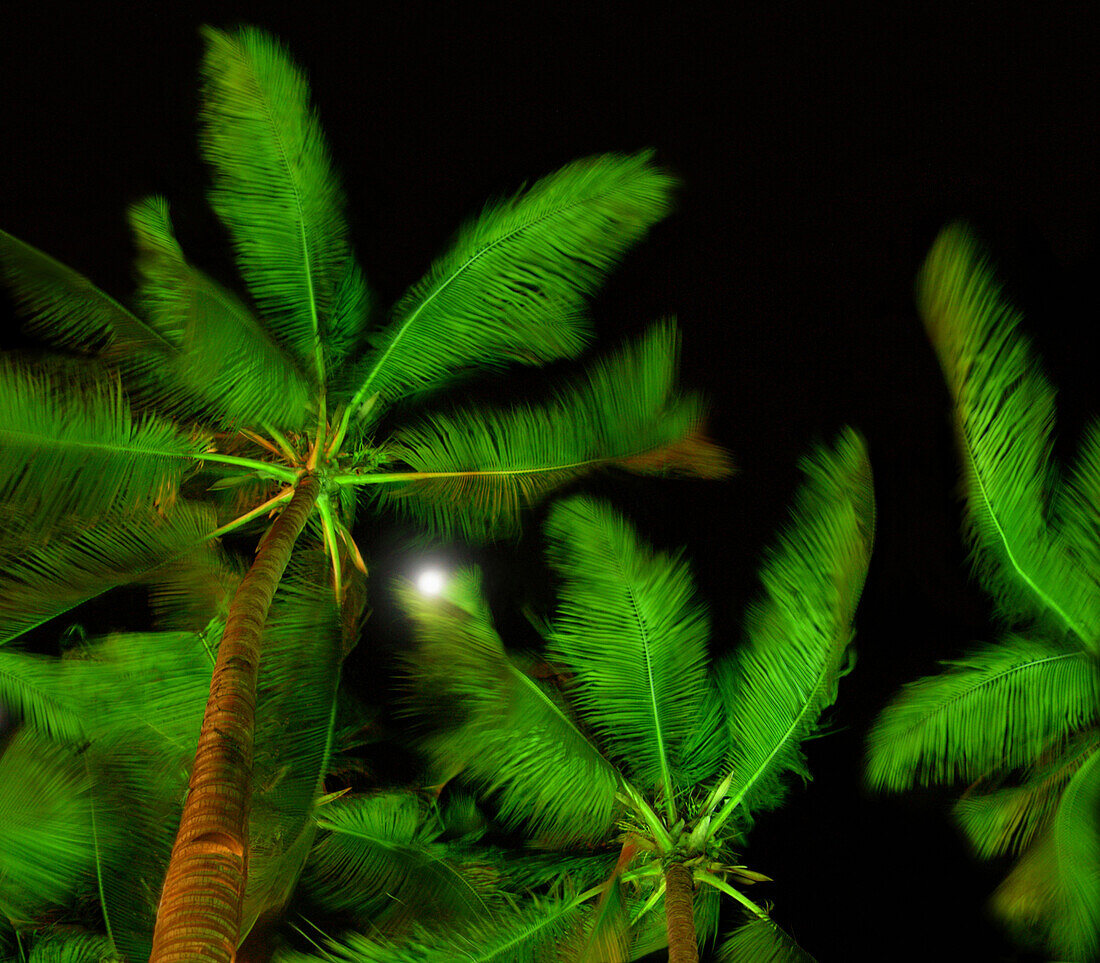 Palm trees at full moon, Phuket, Thailand, Asia