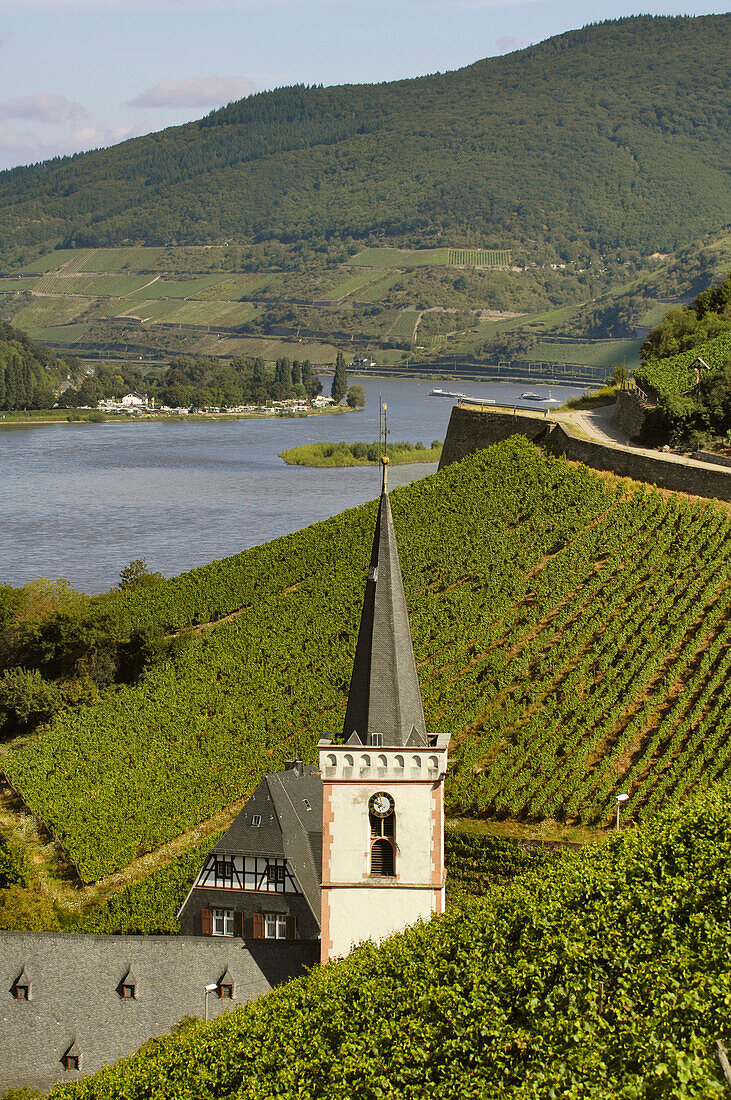 Holly Cross Church between vineyards, Assmannshausen, Rheingau, Hesse, Germany