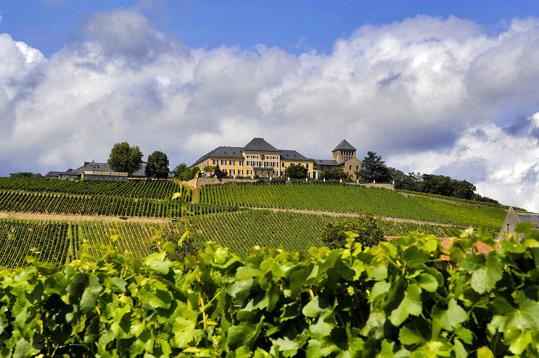 Vines, vineyards and Castle Johannisberg, Rheingau, Hesse, Germany