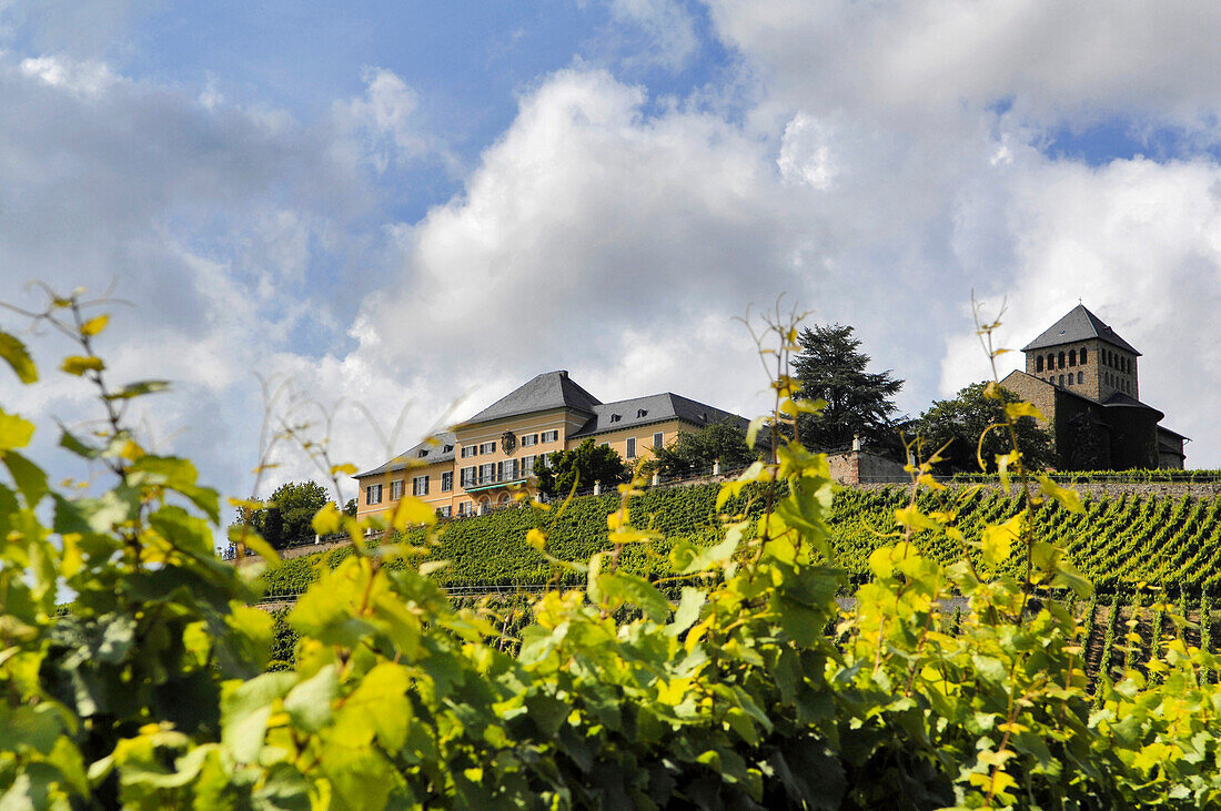 Johannisberg Castle with vineyards, Geisenheim, Rheingau, Hesse, Germany