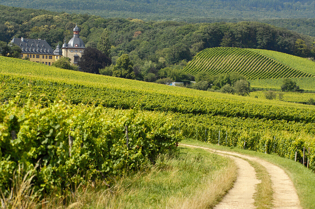 Weinberge und Schloss Vollrads, Rheingau, Hessen, Deutschland