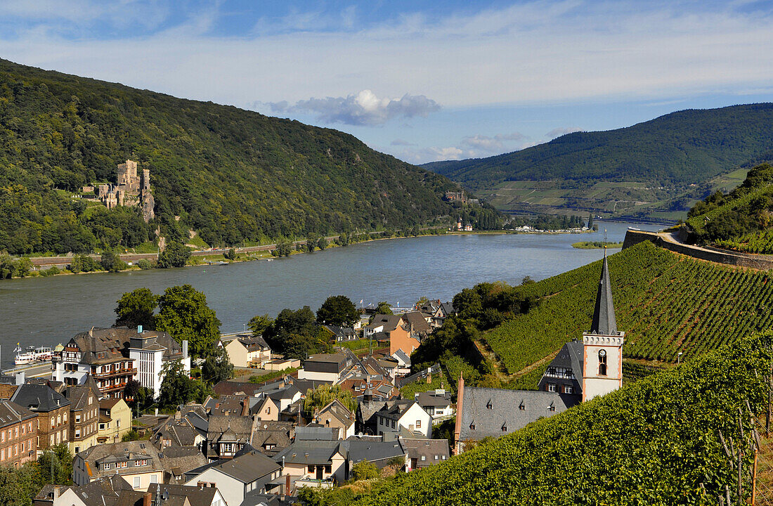 Vineyards overlooking Rhine at Assmannshausen, Rheingau, Hesse, Germany