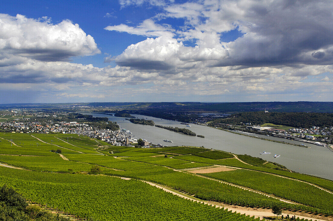 View over vineyards towards Rhein, Ruedesheim am Rhein, Rheingau, Hesse, Germany