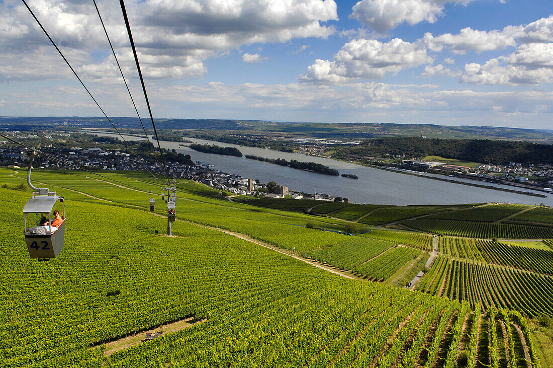 Cable car over vineyards, Ruedesheim am Rhein, Rheingau, Hesse, Germany