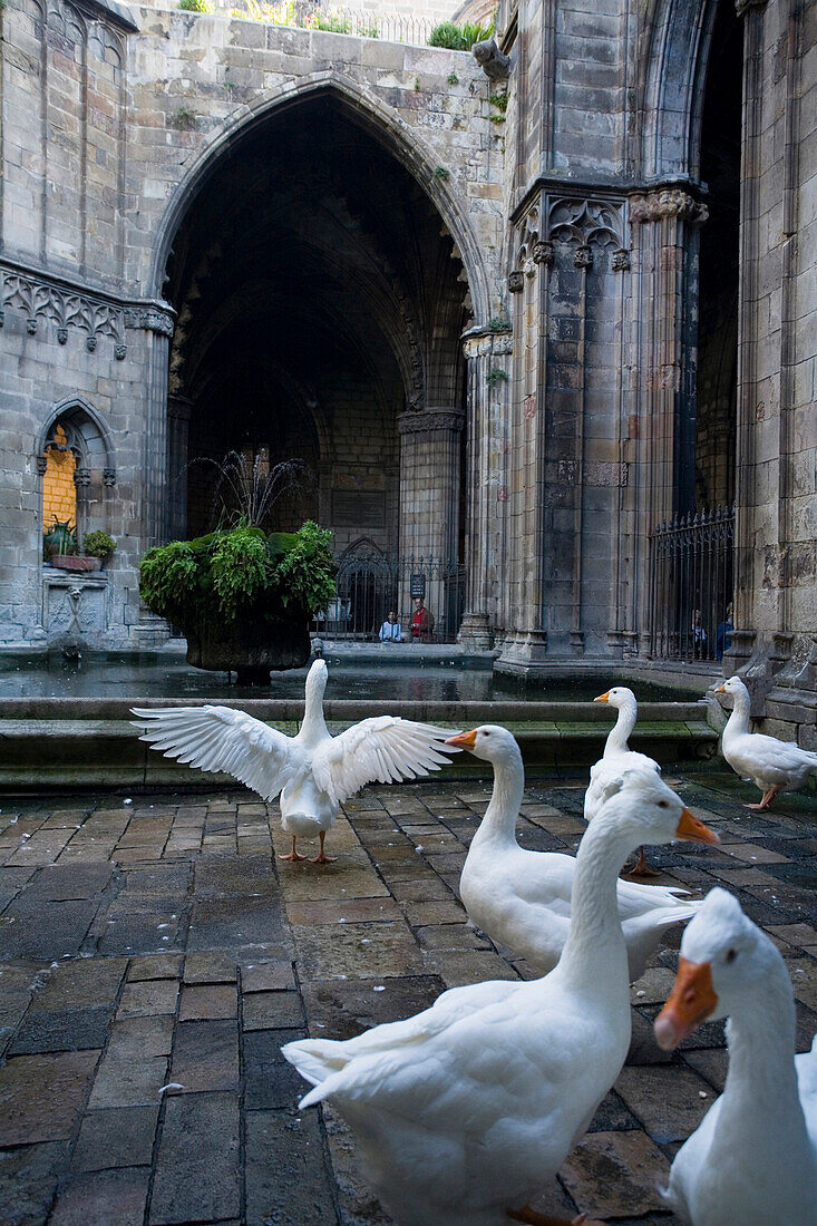 Gänse im Kreuzgang, Claustro, La Seu, die Kathedrale der Santa Eulalia, Barri Gotic, Gotisches Viertel, Ciutat Vella, Barcelona, Katalonien, Spanien