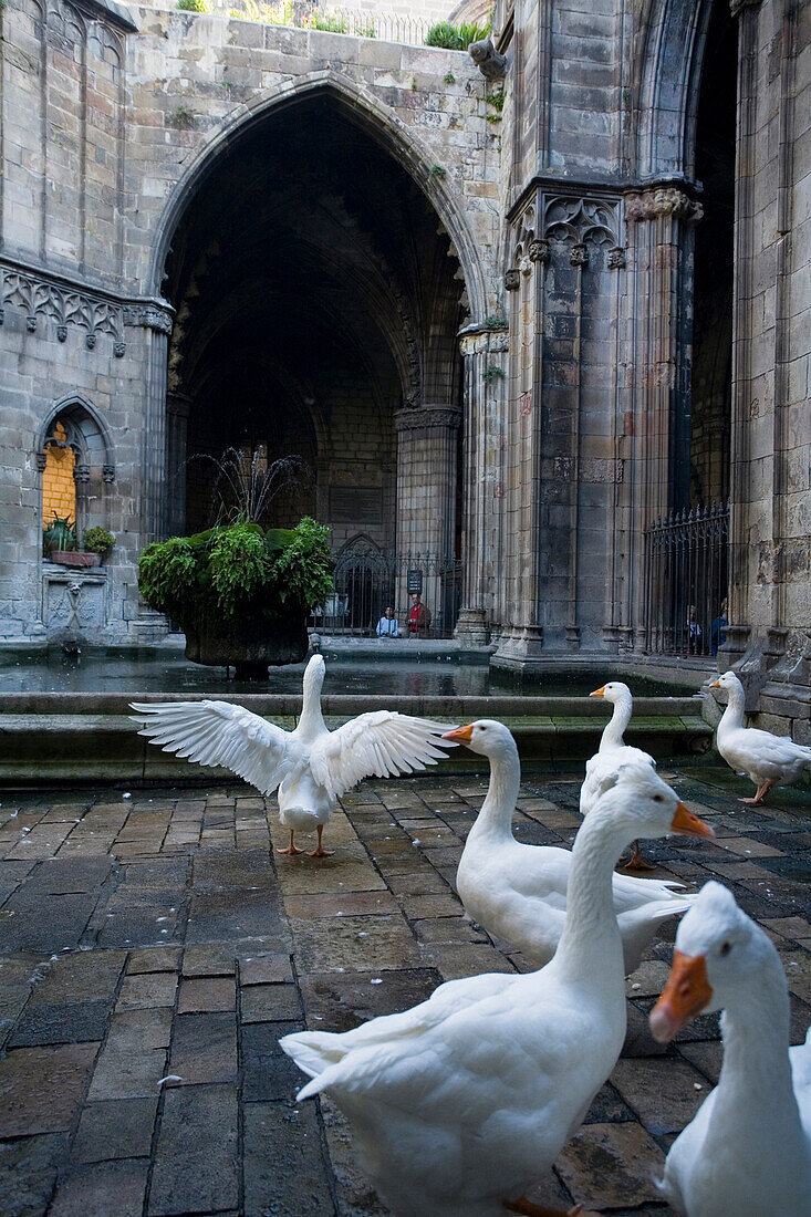 Geese in the cloister, claustro, La Seu, Cathedral de Santa Eulalia, Barri Gotic, gothic quarter, Ciutat Vella, Barcelona, Catalonia, Spain