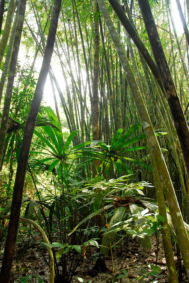 Bamboo in Khao Sok National Park, Surat Thani, Thailand