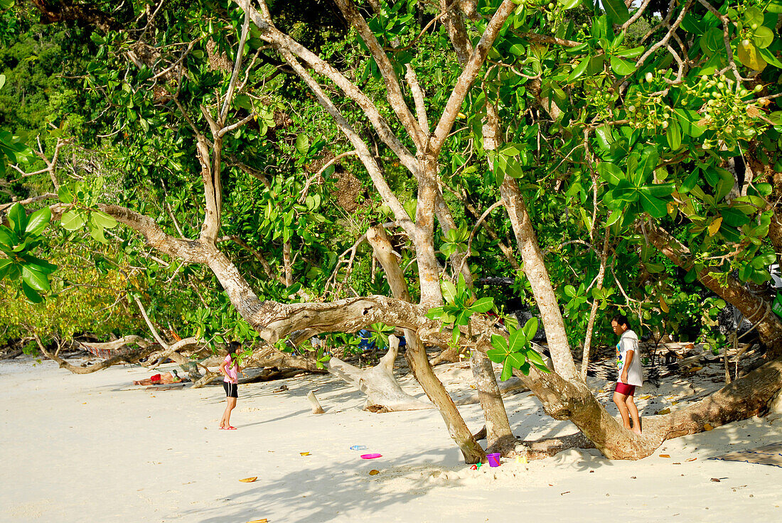 Trees along the beach at Mai Ngam beach, Surin Islands Marine National Park, Ko Surin, Thailand
