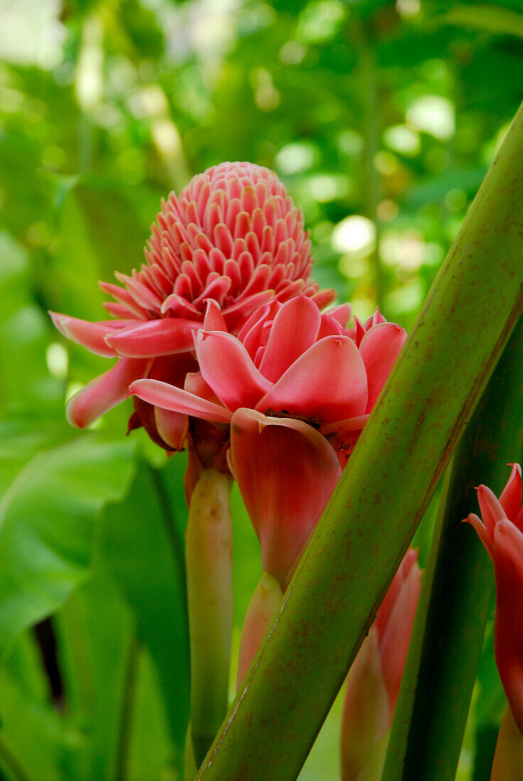 Close up of a blossom, Torch Ginger, in the garden of Hotel Rayavadee, Hat Phra Nang, Krabi, Thailand