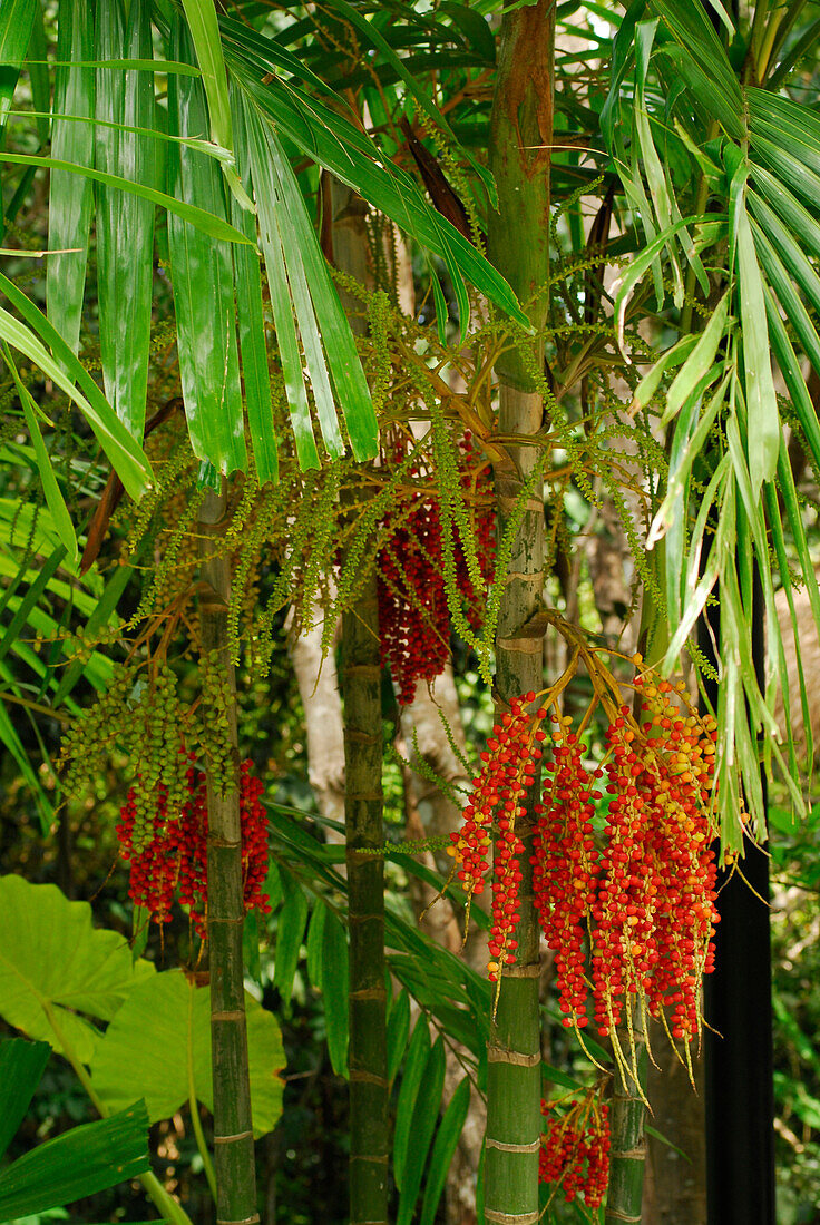 Fruchtstände Zuckerpalme, Hotel Pimalai, Ao Kantiang, Ko Lanta, Thailand