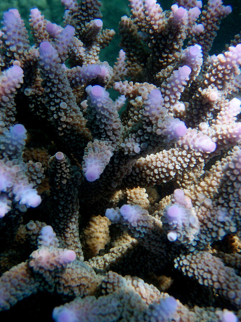 Nahaufnahme von lila Korallen, Surin Islands Marine Nationalpark, Ko Surin, Thailand