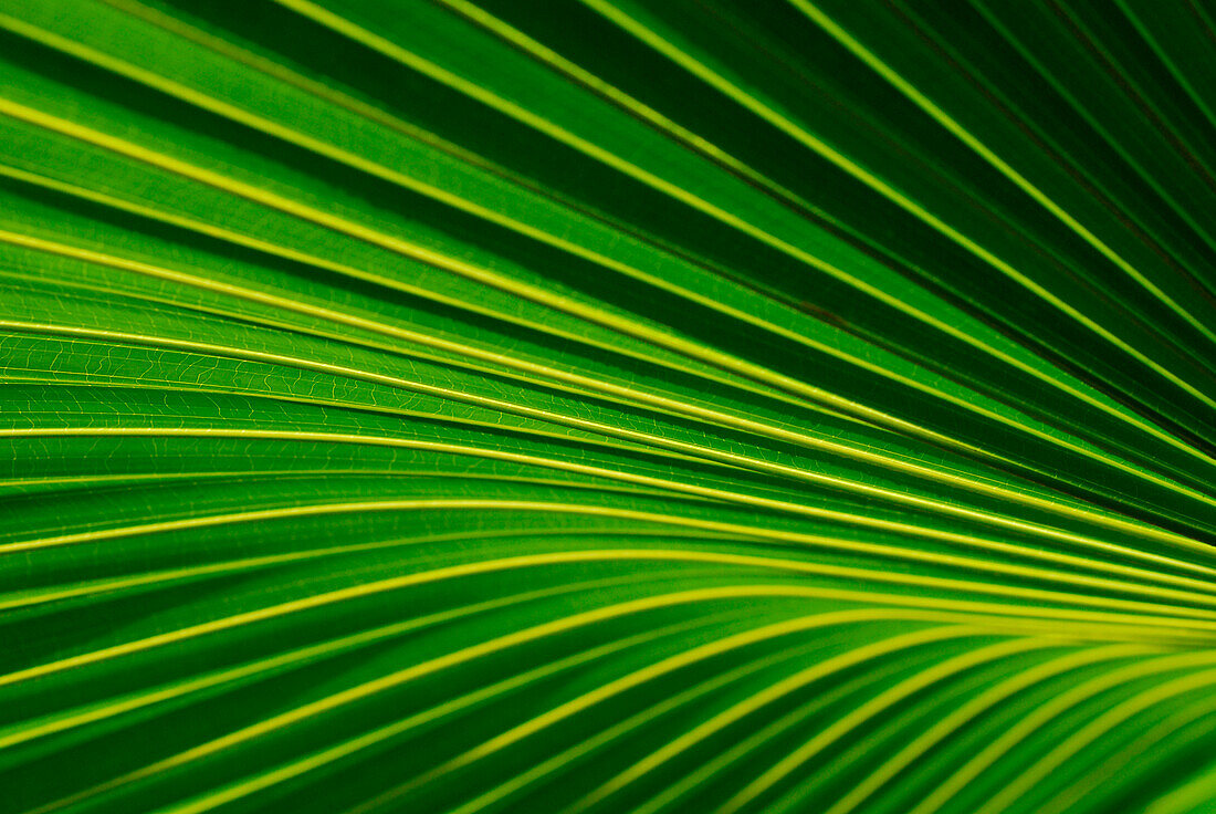 Close up of a Palmyra Palm leaf, Spa Garden, Hotel Pimalai, Ao Kantiang, Ko Lanta, Thailand