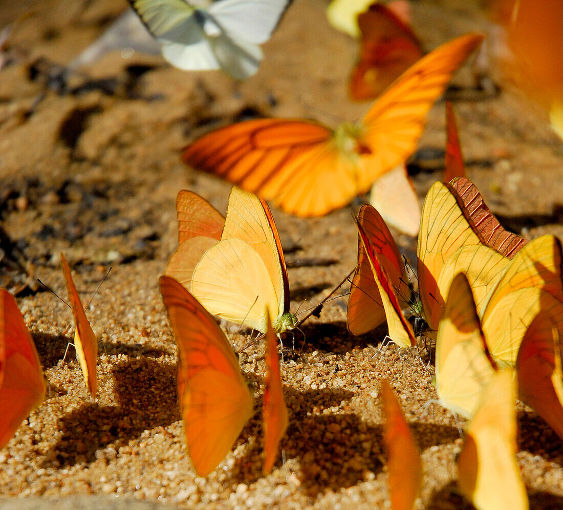 Close up of butterflies, Khao Sok National Park, Surat Thani, Thailand