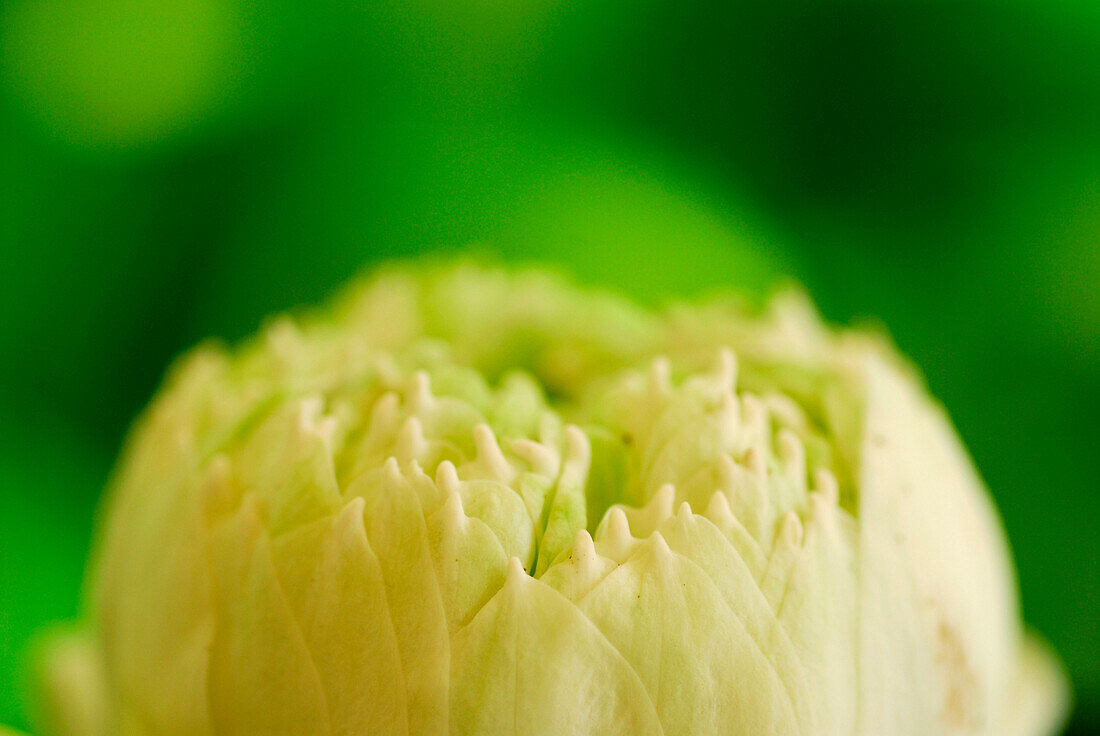 Close up of a closed Lotus flower blossom, Phuket, Thailand