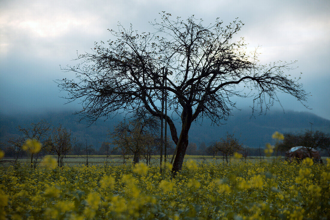 Trees in canola field in autumn, Kinzig Valley, Black Forest, Baden Wuerttemberg, Deutschland, Europe