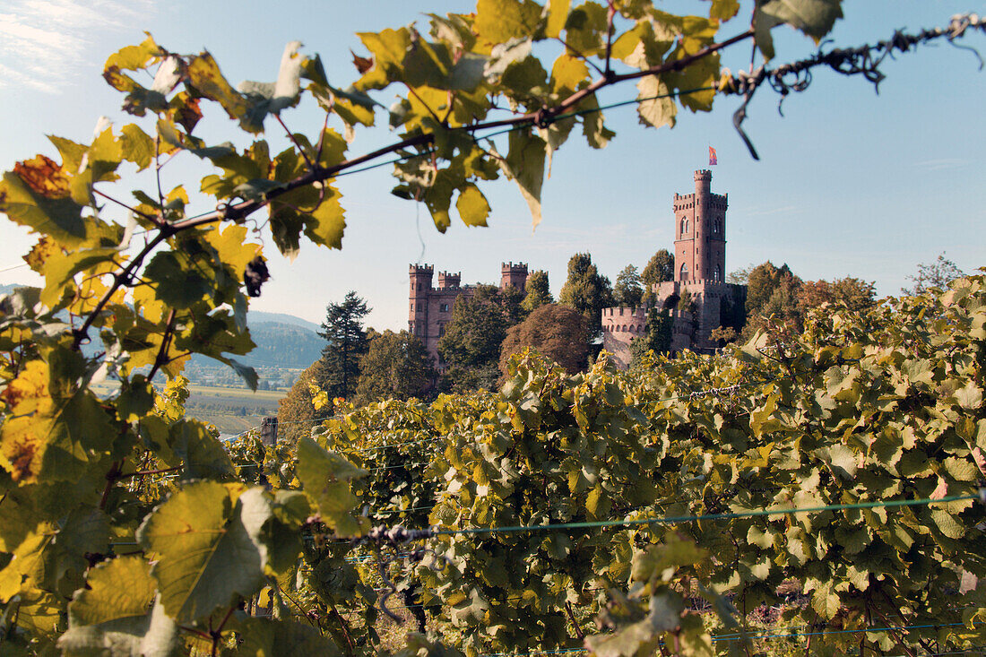 Schloss Ortenberg mit Weinbergen im Vordegrund, nahe Offenburg, Schwarzwald, Baden-Wuerttemberg, Deutschland