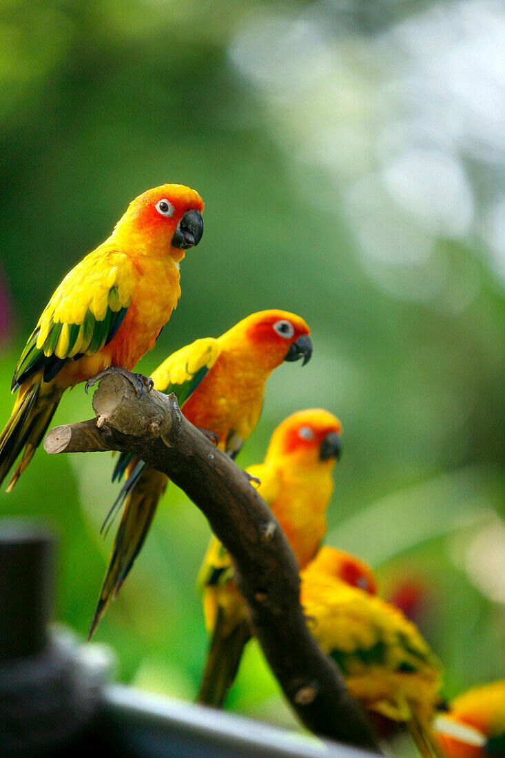 Baby Papageien, Jurong Bird Park, Singapur