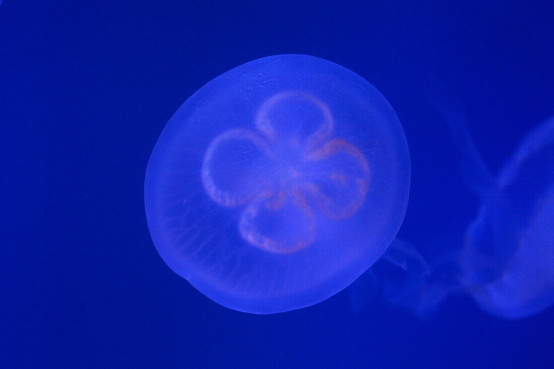 Qualle, Underwater World Aquarium, Sentosa Island, Singapur