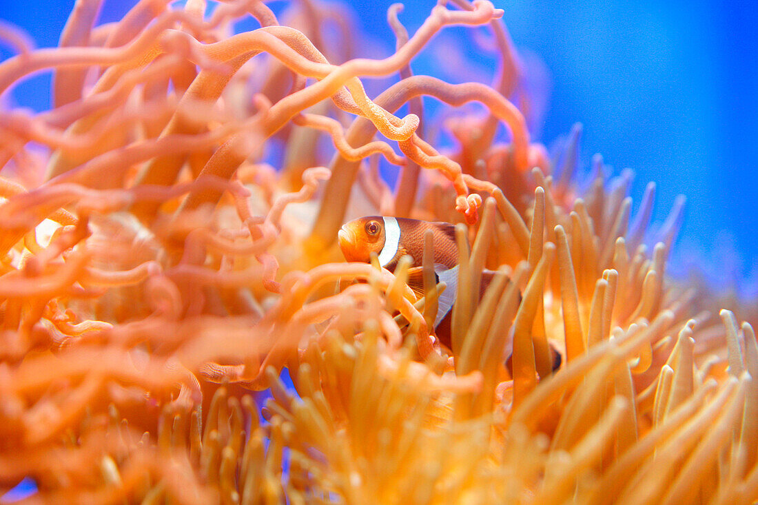 Clownfisch, Underwater World Aquarium, Sentosa Island, Singapur