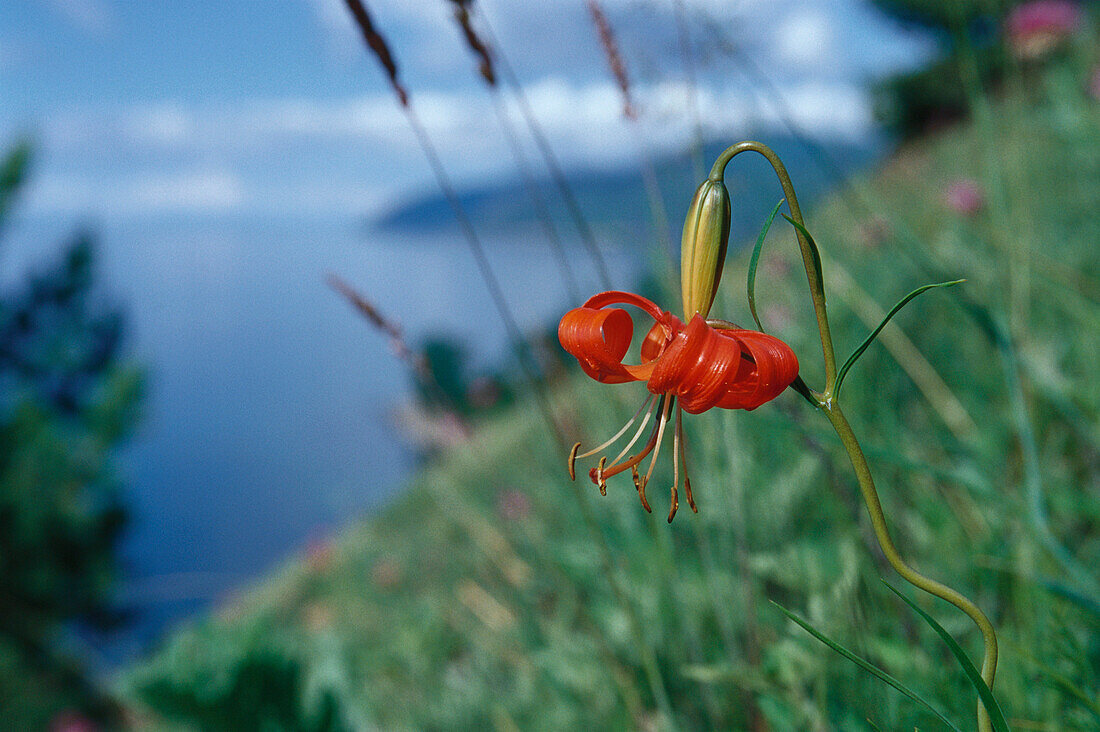 Lilie am Ufer des Baikalsees, Siberien, Russland