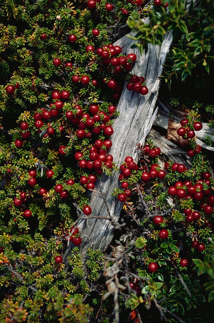 Close up of red Crowberries, berries in Torres del Paine National Park, Chile