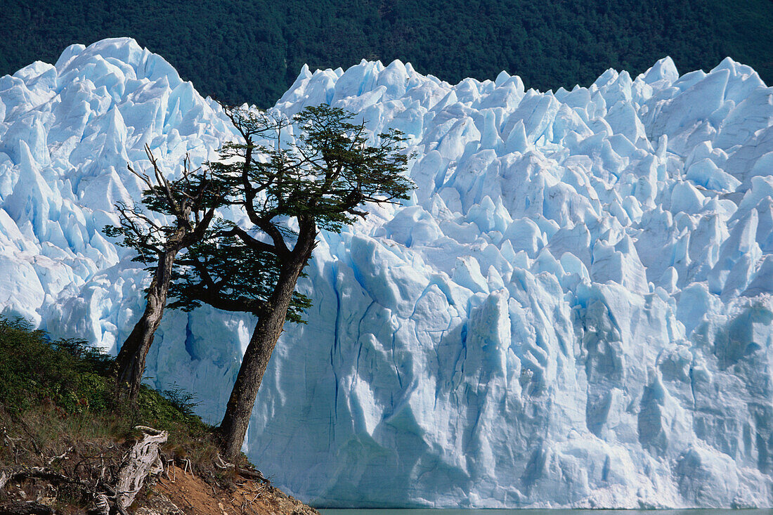 Southern Beeches at Perito Moreno Glacier, Lago Argentino, Patagonia, Argentina