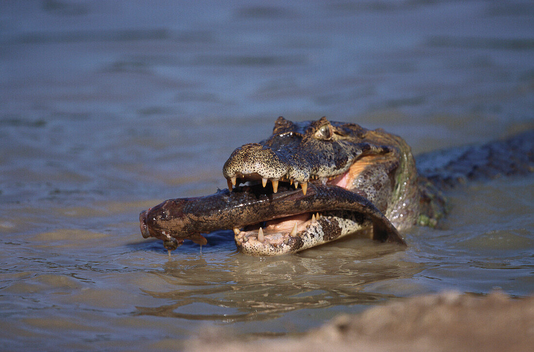 Brillenkaiman, Krokodilkaiman, Caiman yacare, Pantanal, Mato Grosso, Brasilien