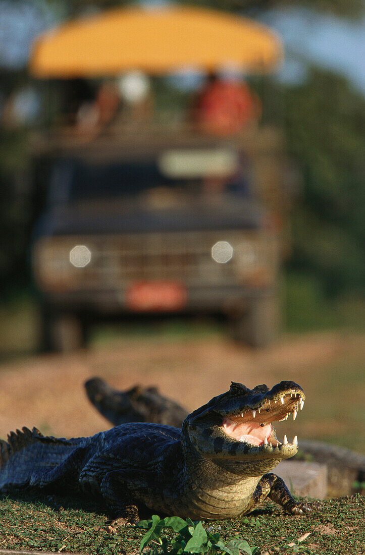 Brillenkaiman, Krokodilkaiman, Caiman yacare, Pantanal, Mato Grosso, Brasilien
