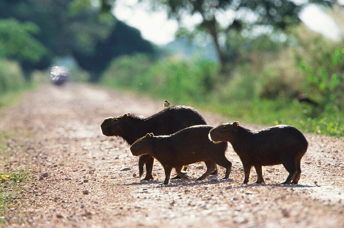 A family of Capybaras, Transpantaneira, Pantanal, Brazil