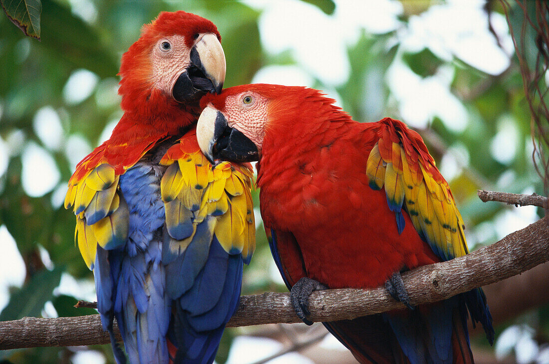 Close up of two Red Macaws, Solentiname Islands, Lake Nicaragua, Nicaragua