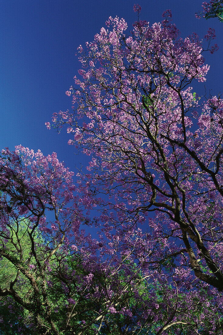 Jacaranda Baum, Bigmoniaceas Blüte, Palisanderholz, Buenos Aires, Argentinien, Südamerika