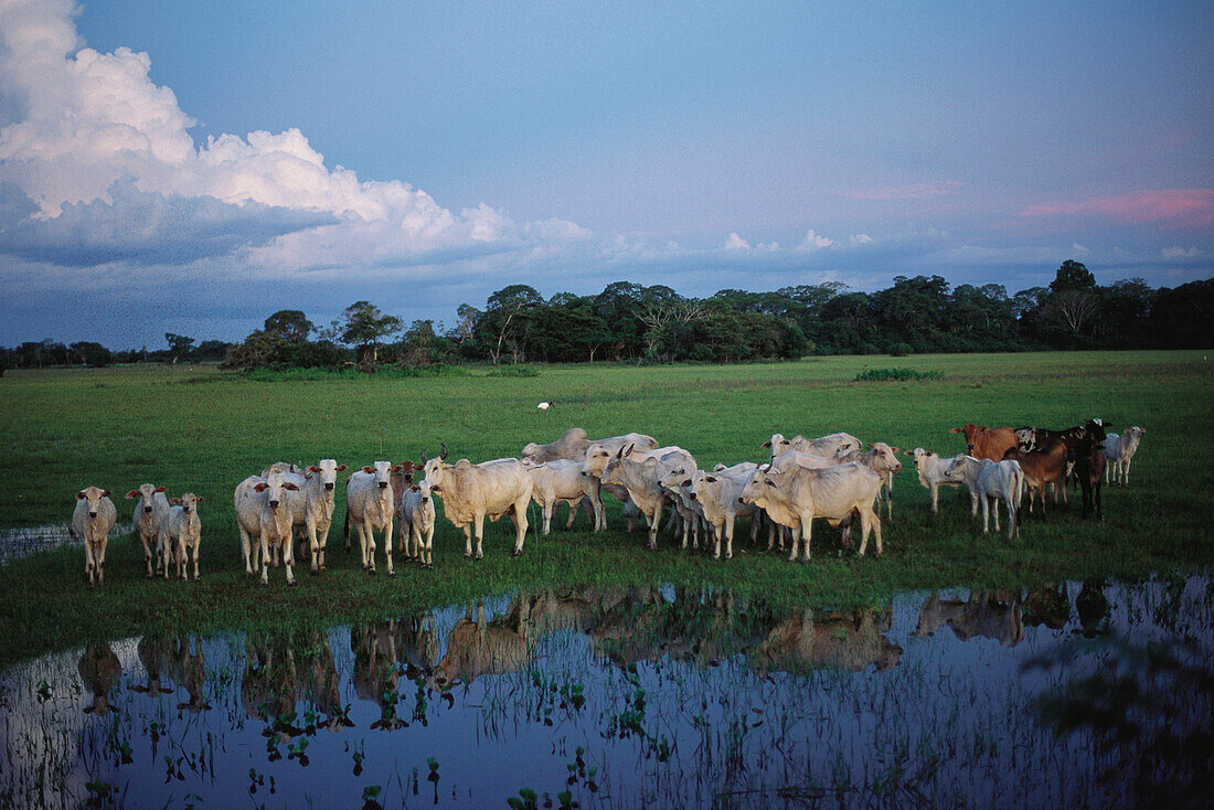 Rinderherde, Pantanal, Mato Grosso, Brasilien, Südamerika