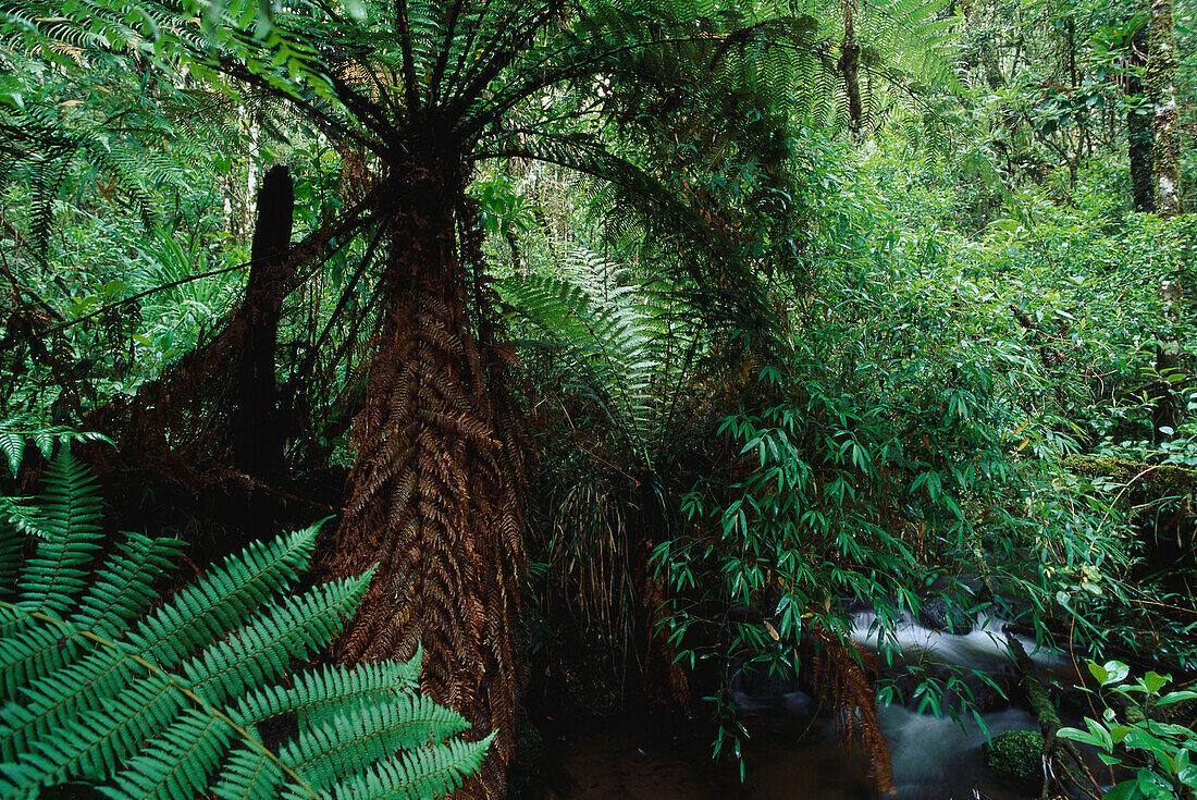 Quelle des Rio Grande, Fame, Itatiaia, Nationalpark, Atlantischer Regenwald, Minas Gerais, Brasilien, Südamerika