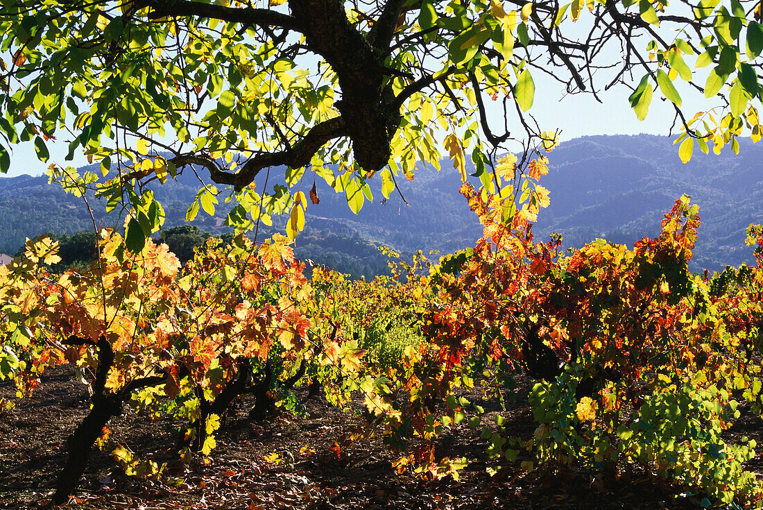 Weinfeld mit Weinreben, Saint Helena, Napa Valley, Kalifornien, USA