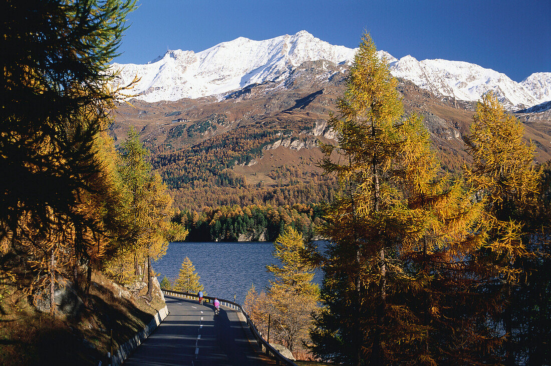 Larches in Autumnal colours at Lake Sils, Corvatsch Mountain,  Engadin, Grisons, Switzerland