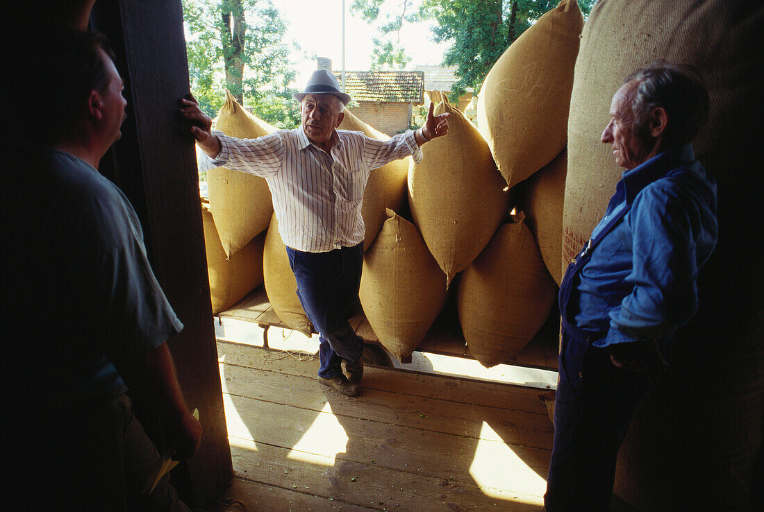 Ein Hopfenbauer spricht mit Arbeitern bei der Anlieferung von Säcken mit Hopfen, Hallertau, Niederbayern, Bayern, Deutschland