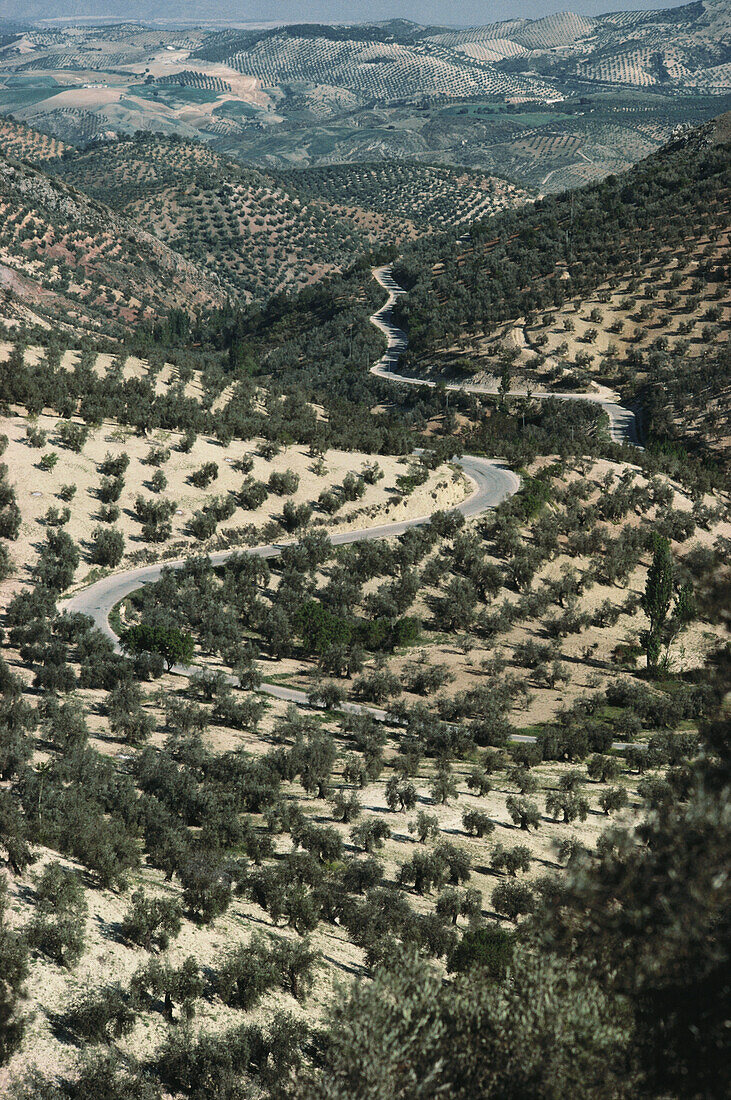 Unzählige Olivenbäume sind in einem Raster auf den steinigen Hügeln der Provinz Jaén angeordnet, Andalusien. Spanien
