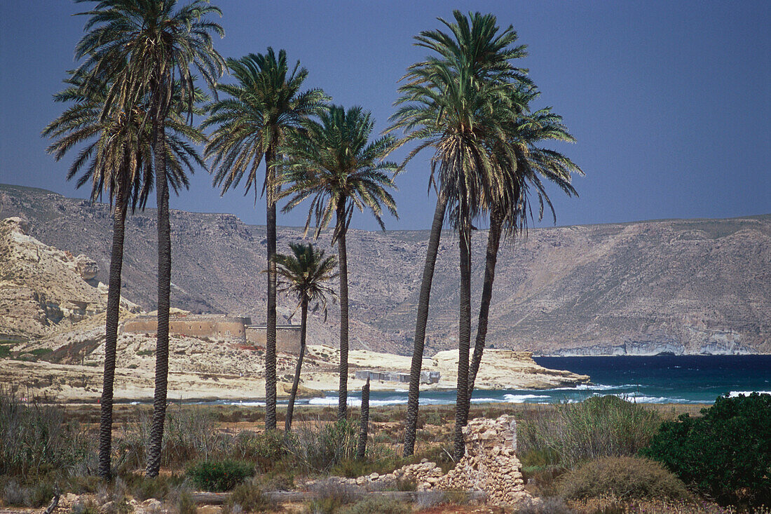 Palm trees on the beach, El Playazo Beach near Rodalquilar, Parque Natural Cabo de Gata, Andalusia, Spain