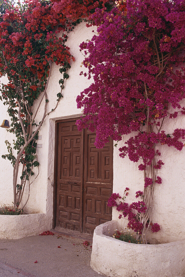 Finca mit Bougainvillea, Agua Amarga, Parque Natural Cabo de Gata, Andalusien, Spanien