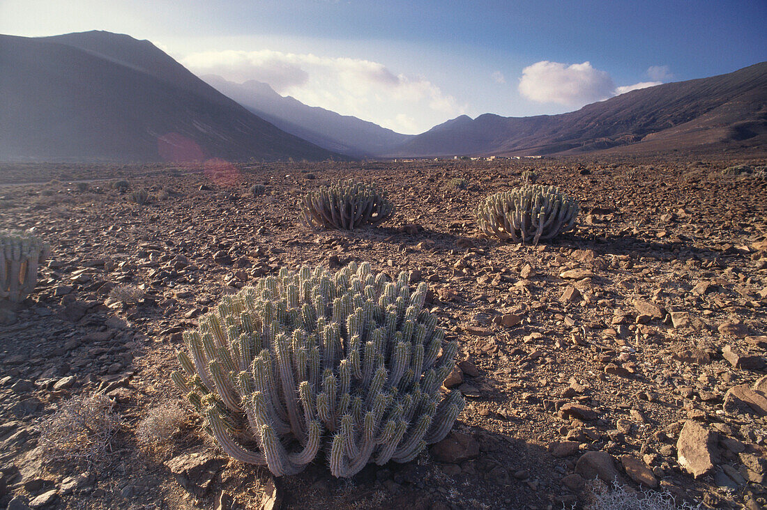 Wüste mit endemischer Jandia Wolfsmilch, Barranco de Gran Valle, Jandia Halbinsel, Fuerteventura, Kanaren, Spanien
