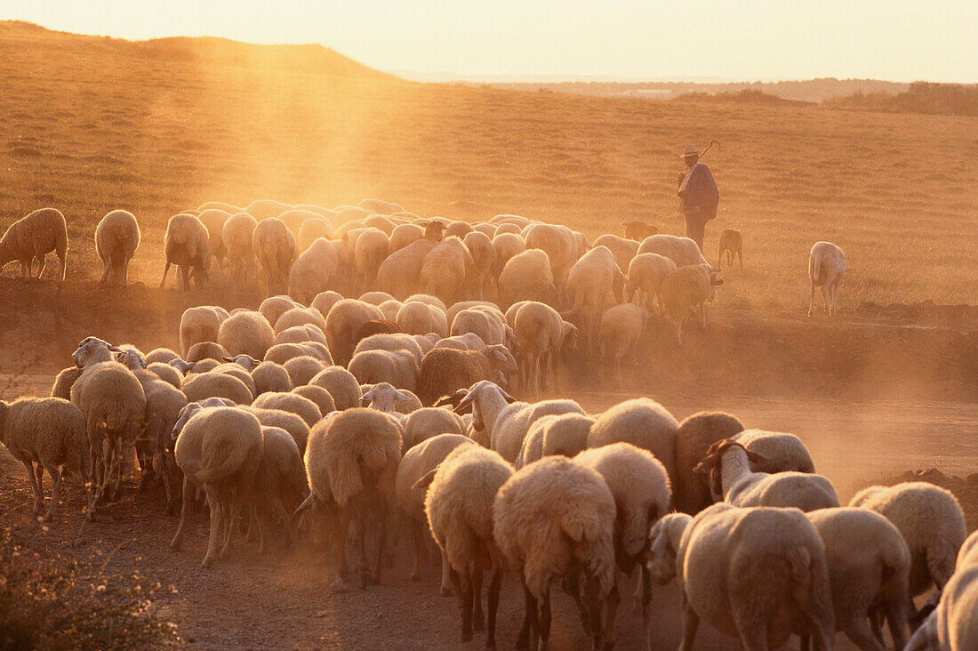 A shepherd with his flock of sheep wandering around on the harvested fields of the meseta in the evening sun, Castilla-Leon, Northern Spain
