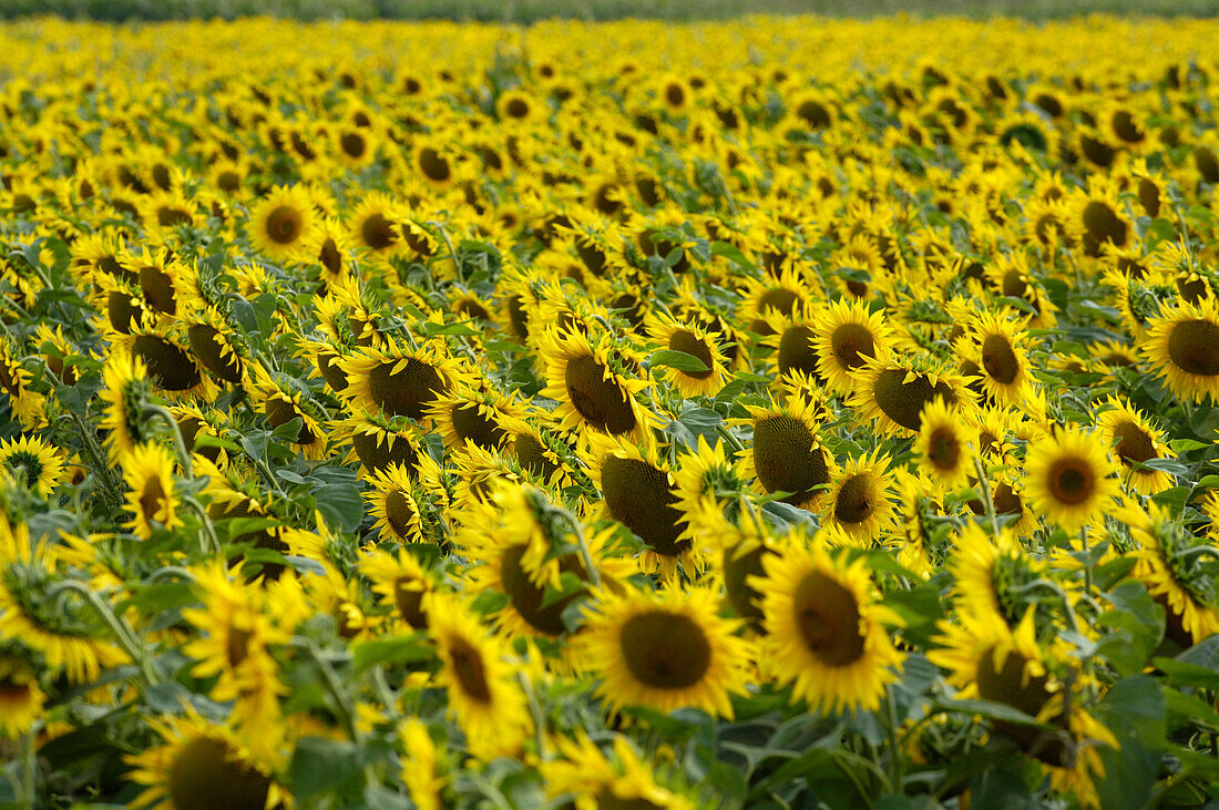 Sonnenblumenfeld bei Mikulov, Tschechien
