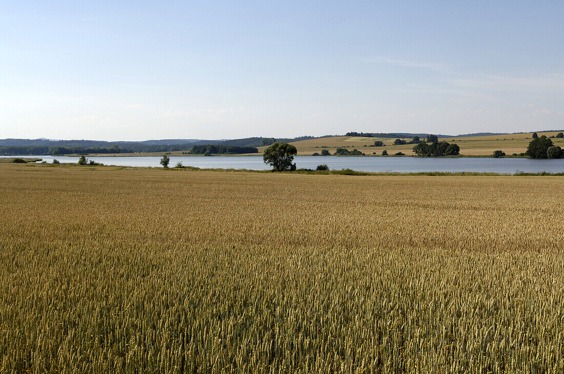 Kornfeld, Pisek, Tschechien