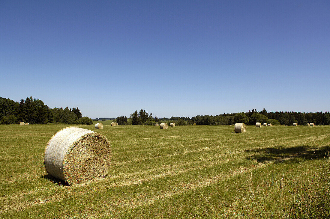 Bales of straw near Tepla